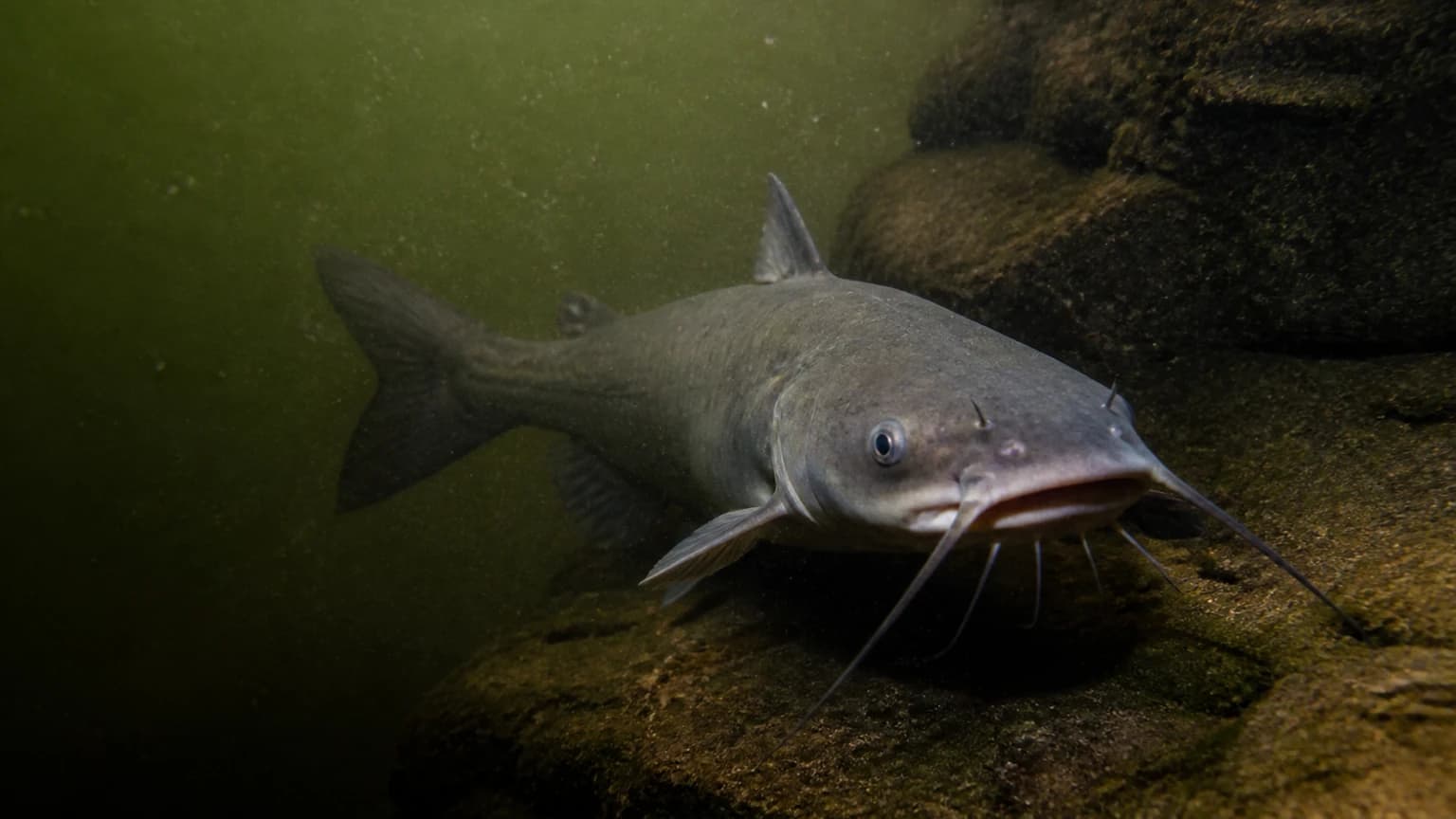 Channel catfish in spawning condition — Ohio