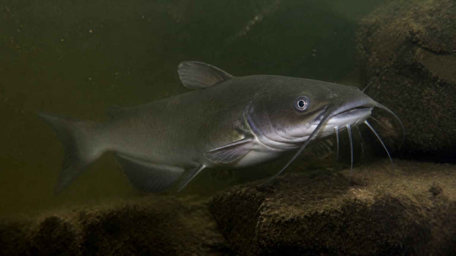 Channel catfish in spawning condition — Oklahoma
