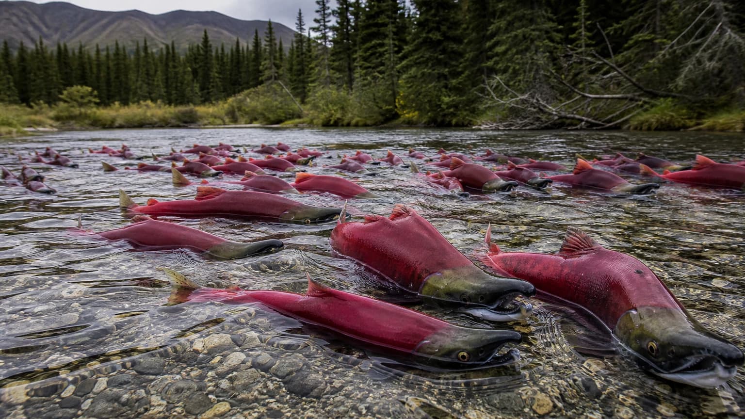 Pacific salmon in spawning condition — Ketchikan, Alaska