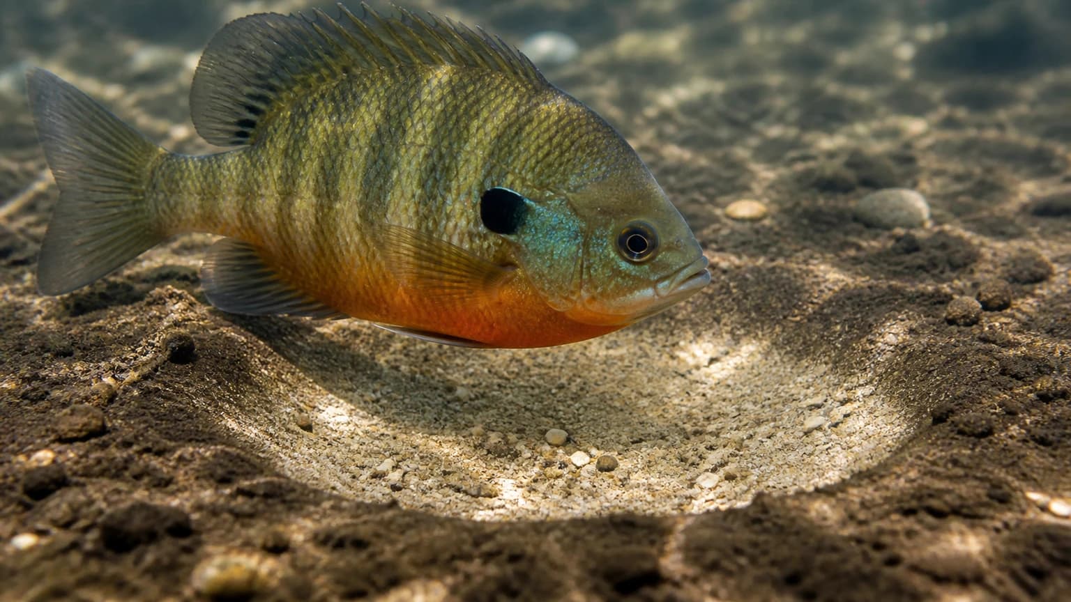 Bluegill in spawning condition — Wisconsin