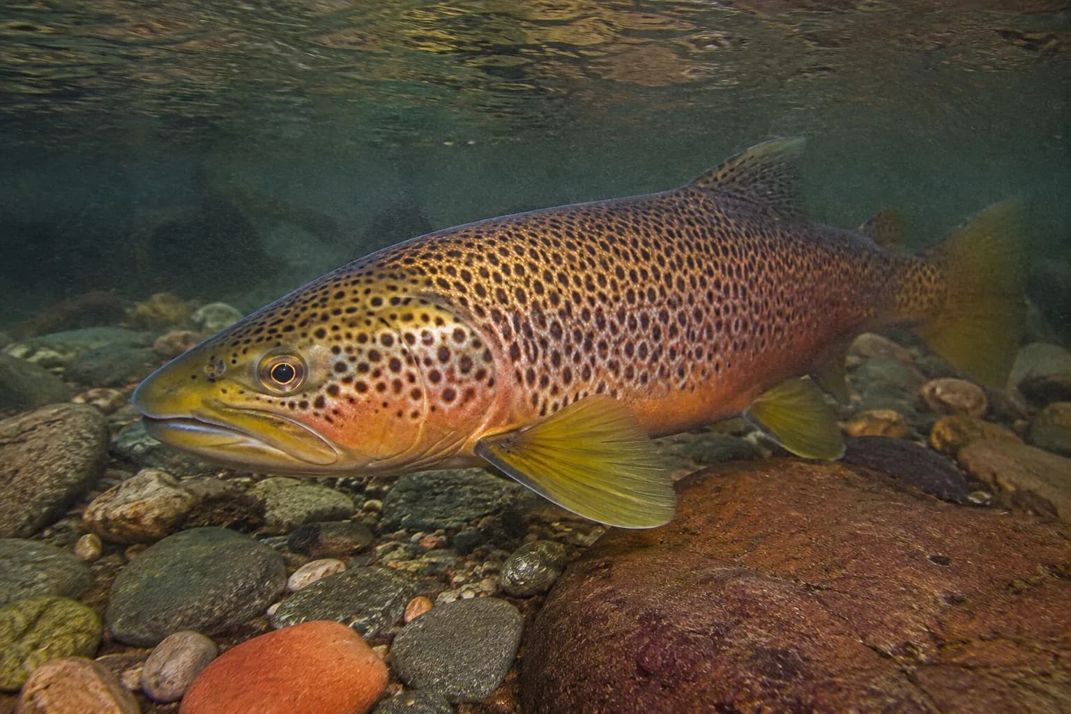 Male brown trout in autumn spawning colors holding over gravel in a clear river