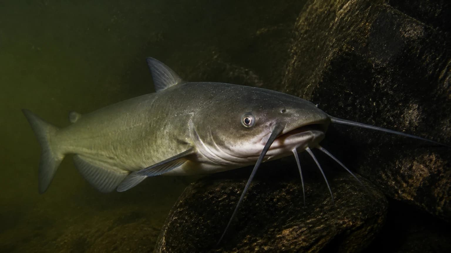 Channel catfish in spawning condition — Missouri