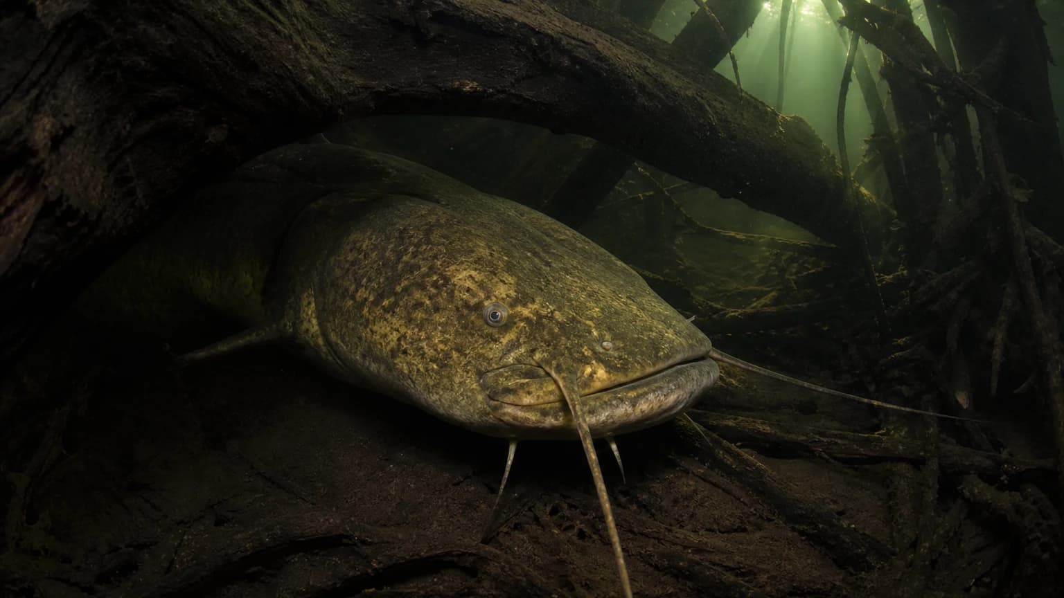 Flathead catfish in spawning condition — Missouri