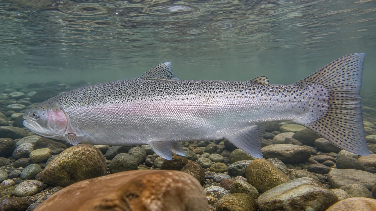 Steelhead in spawning condition — Michigan