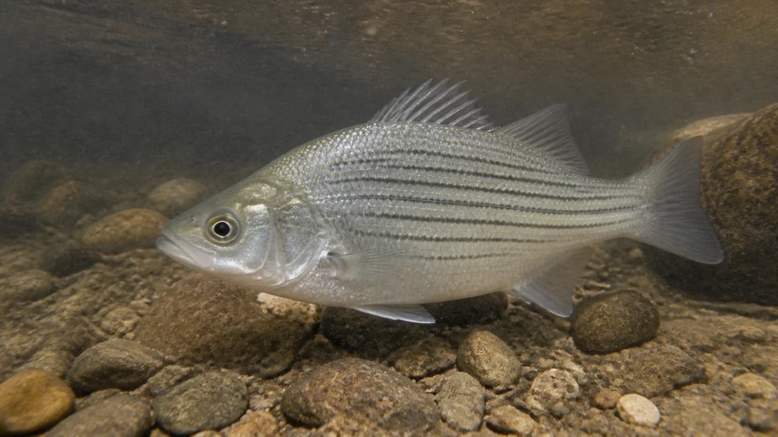 White bass in spawning condition — Kansas
