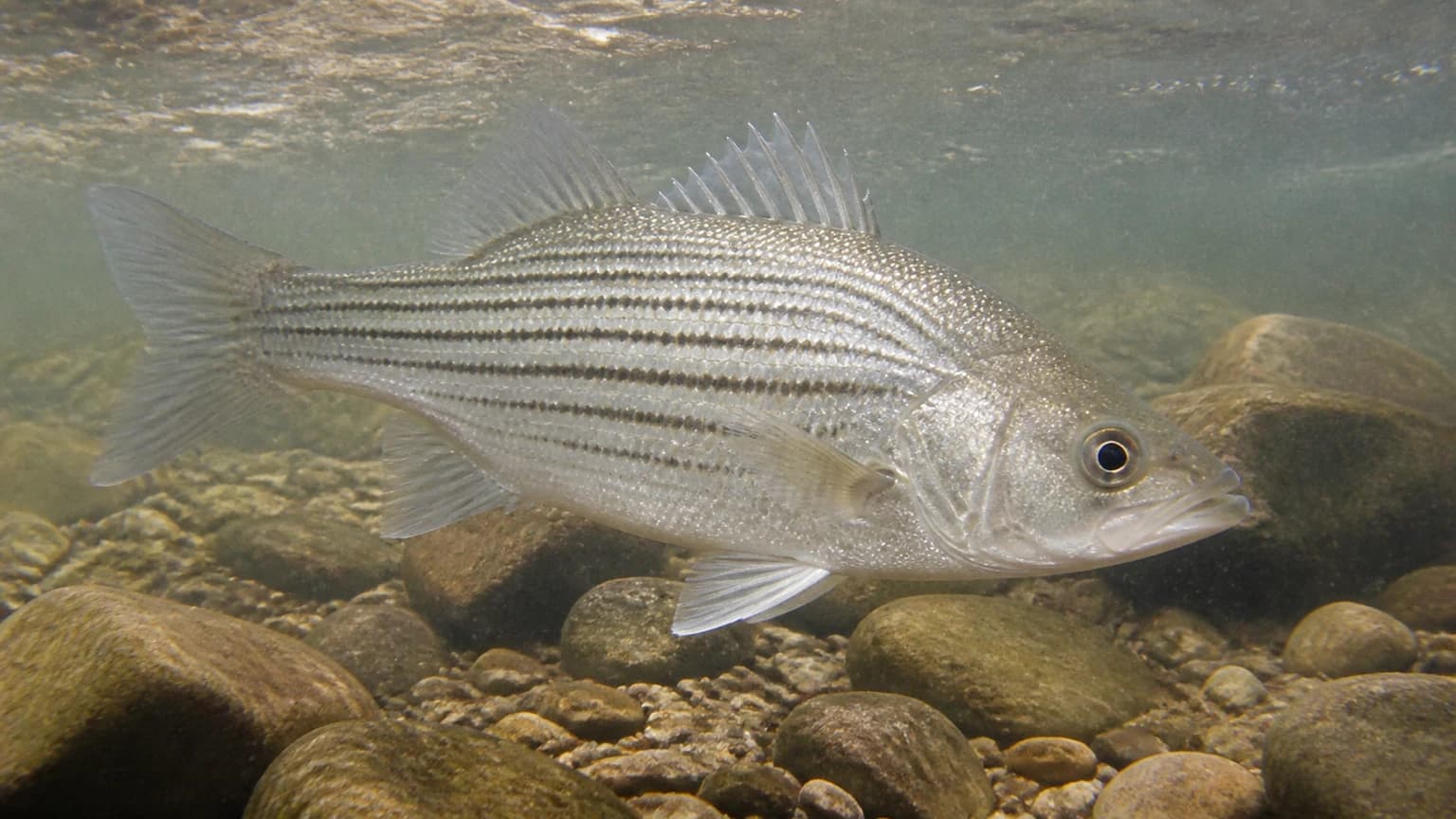 White bass in spawning condition — Missouri