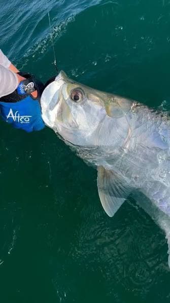 The spring silver-king run — a tarpon boatside