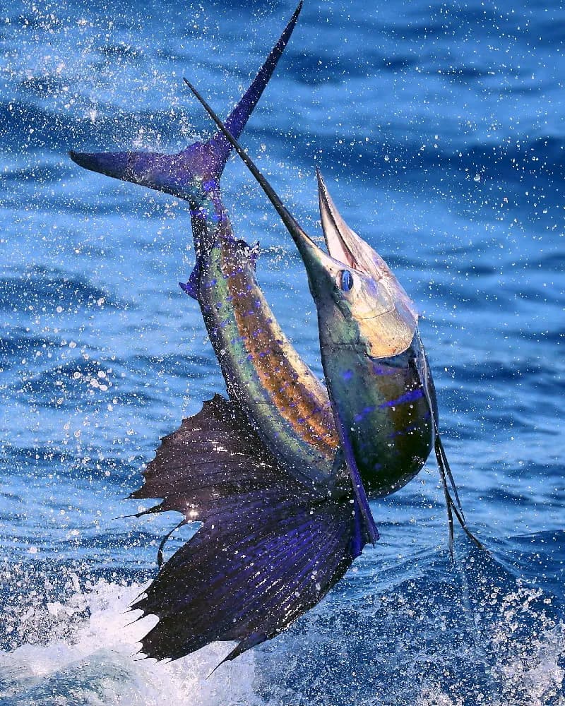 Bluewater — sailfish & mahi