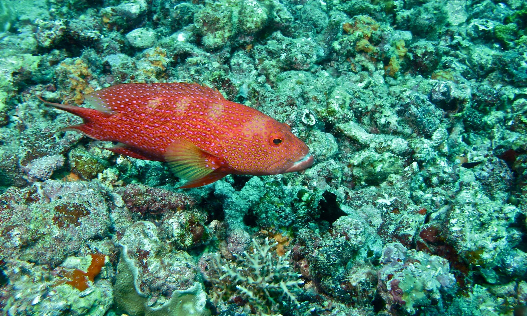 The reef — snapper & grouper