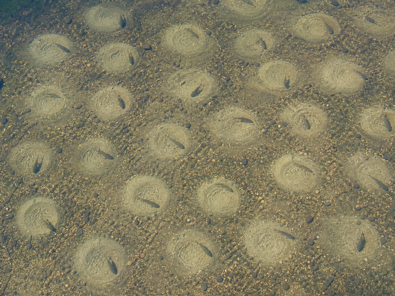 Bluegill spawning colony — dozens of pale circular nests packed together in shallow water
