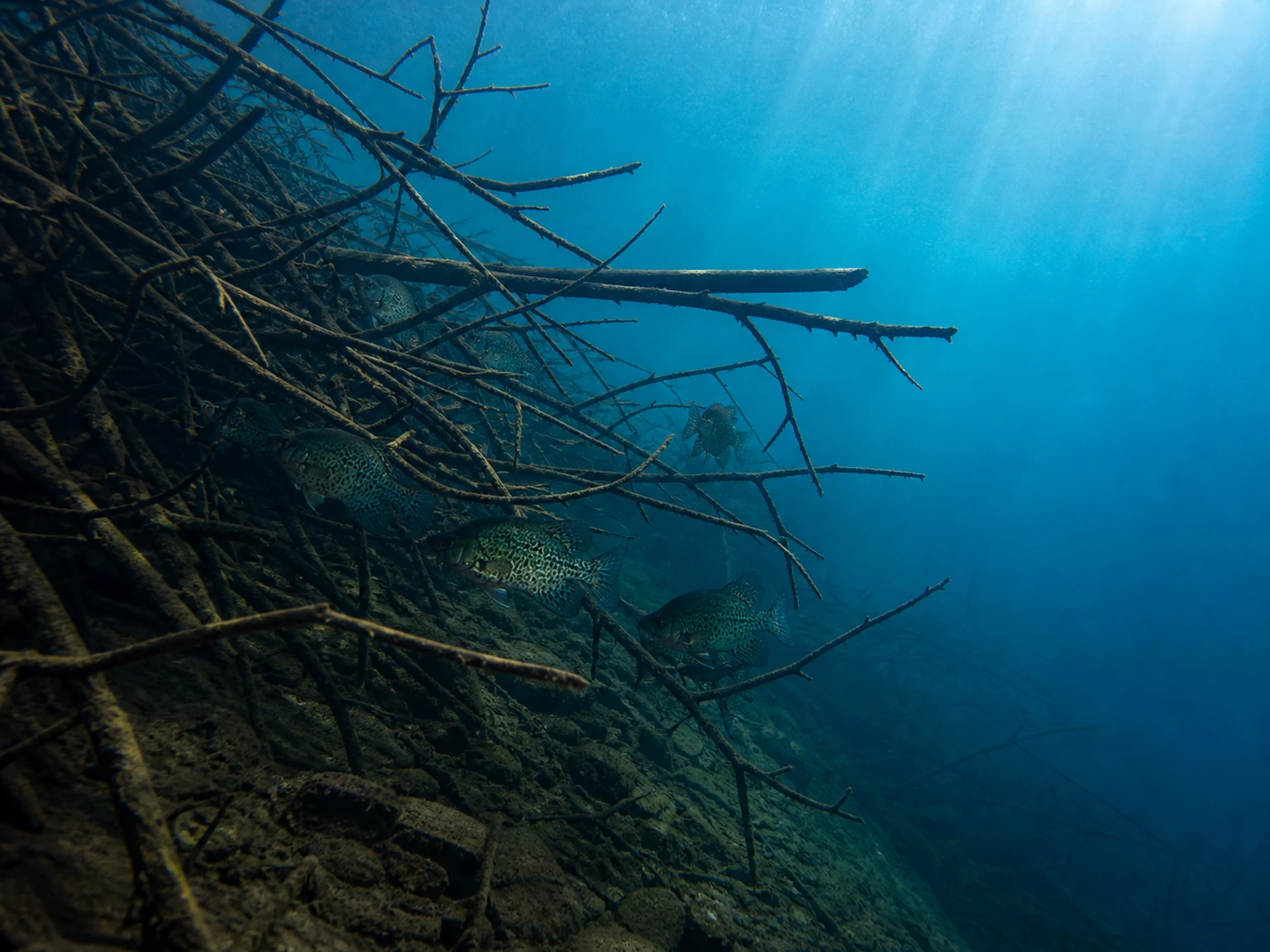 Crappie holding tight to a submerged brush pile in deep clear water