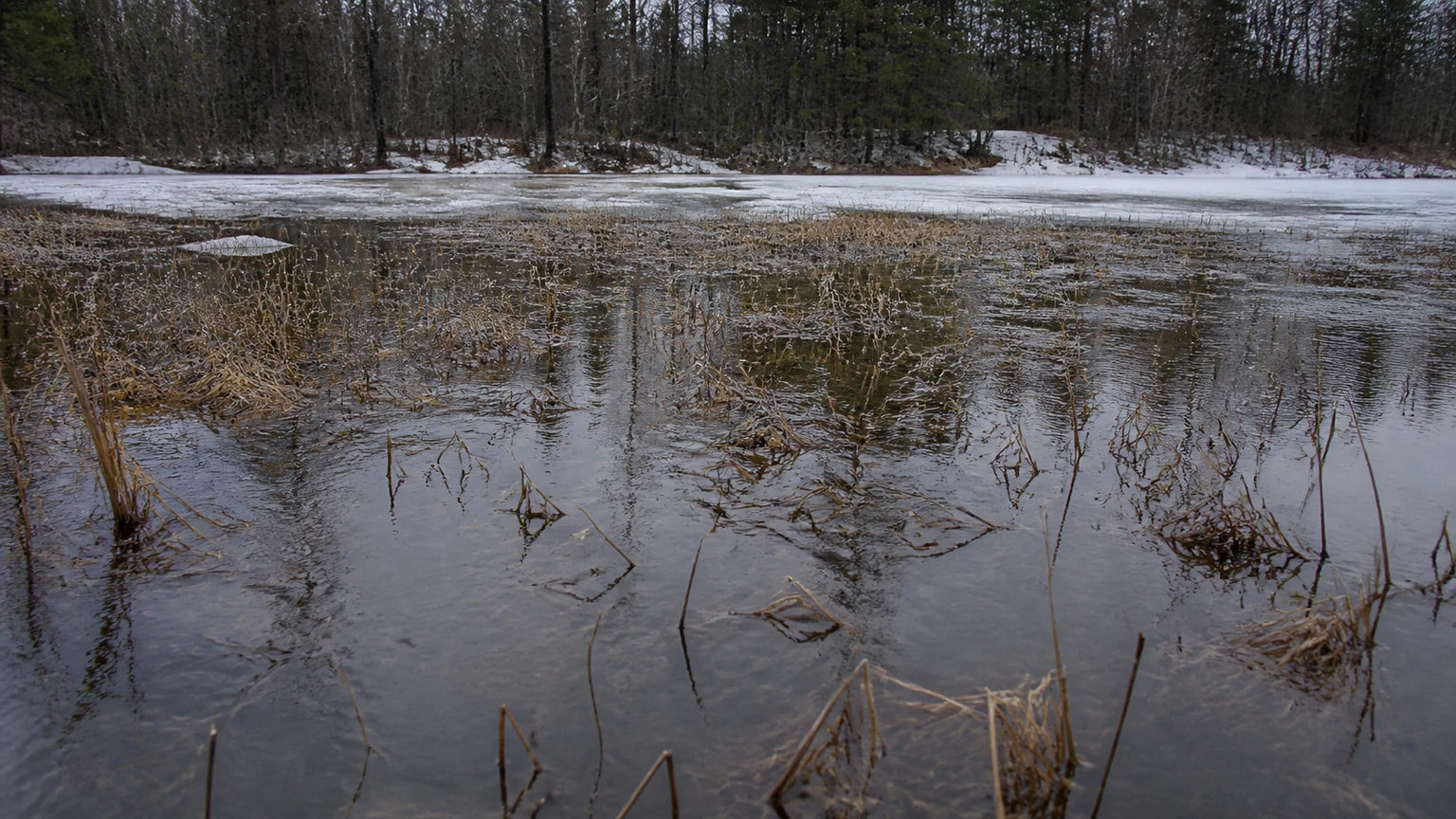 Flooded marsh vegetation at ice-out — northern pike spawning habitat