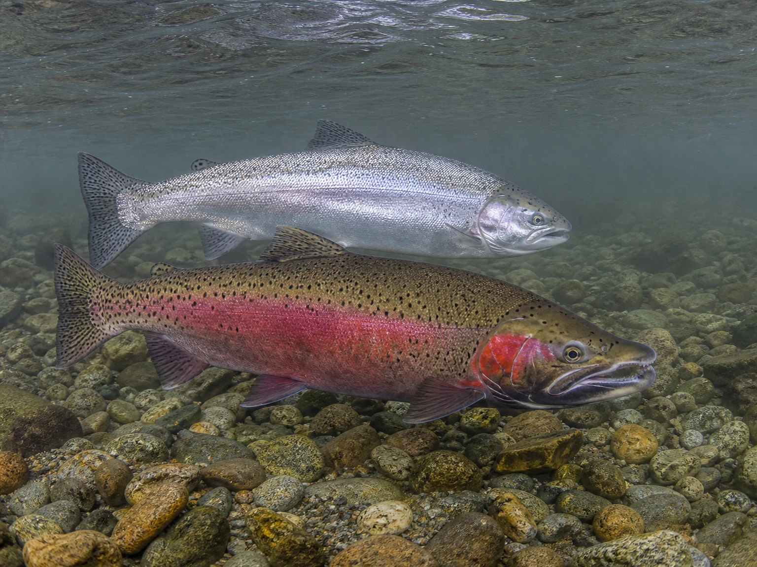 A fresh chrome steelhead beside a coloured-up river-resident fish showing the difference between run and spawn